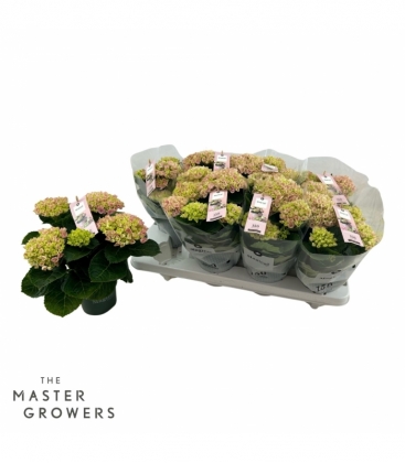 Hydrangea
