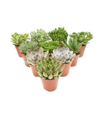 succulents