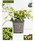 Hedera