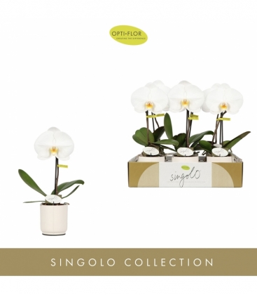Phalaenopsis