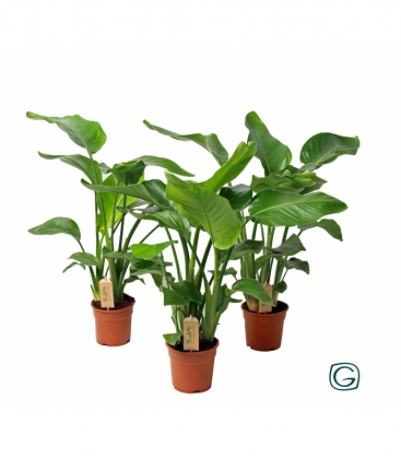 Strelitzia