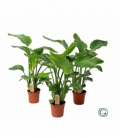 Strelitzia