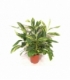 Alpinia