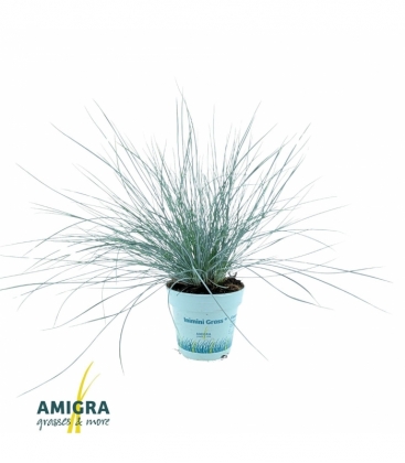 Festuca