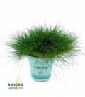 Festuca