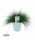 Festuca