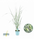 Calamagrostis