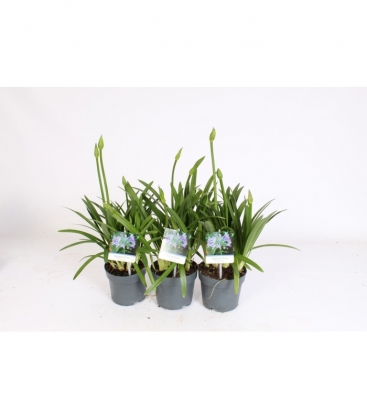 Agapanthus