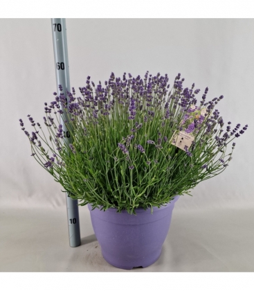 Lavandula