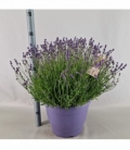 Lavandula