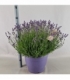 Lavandula