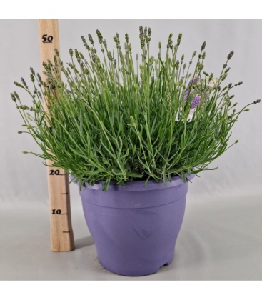 Lavandula