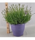 Lavandula