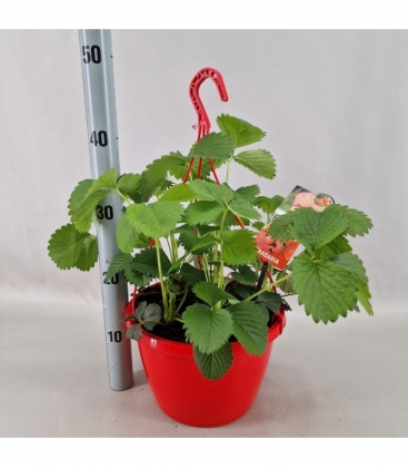 Fragaria