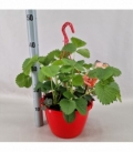 Fragaria