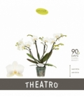 Phalaenopsis