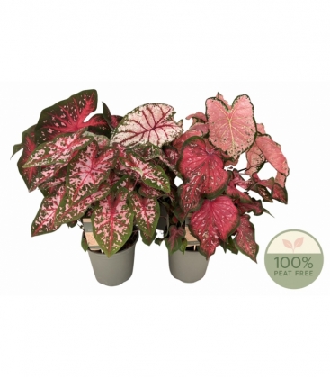 Caladium