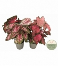 Caladium
