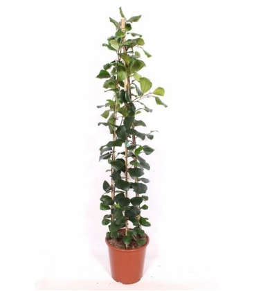 Ficus
