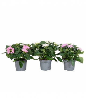 Pentas