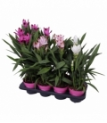 Curcuma