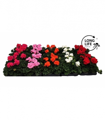 Pelargonium