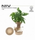Monstera