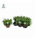Chlorophytum