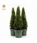 Ilex