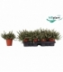 Rhipsalis