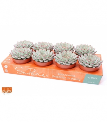 Echeveria