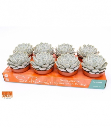 Echeveria