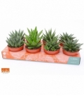 Haworthia