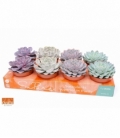 Echeveria