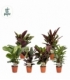 Calathea