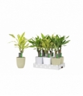 Dracaena