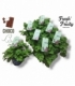 Pelargonium