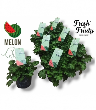 Pelargonium