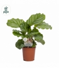 Calathea