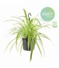 Chlorophytum
