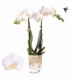 Phalaenopsis