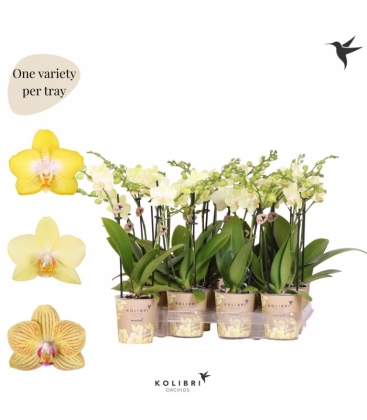 Phalaenopsis