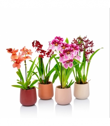 Orchids