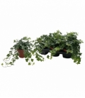 Hedera