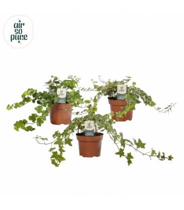 Hedera