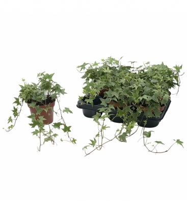 Hedera
