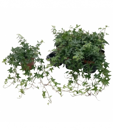 Hedera