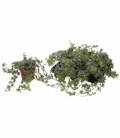 Hedera
