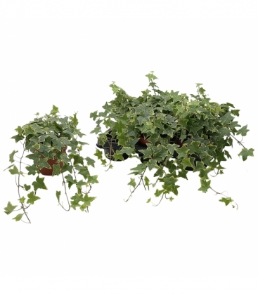 Hedera