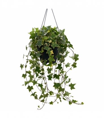 Hedera